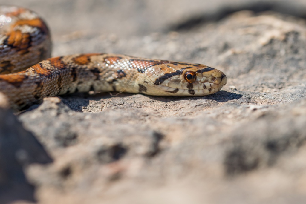 В Югре после зимней спячки проснулись ядовитые змеи