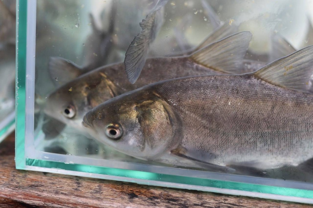 Мэр Воронежа Сергей Петрин поучаствовал в зарыблении Воронежского водохранилища