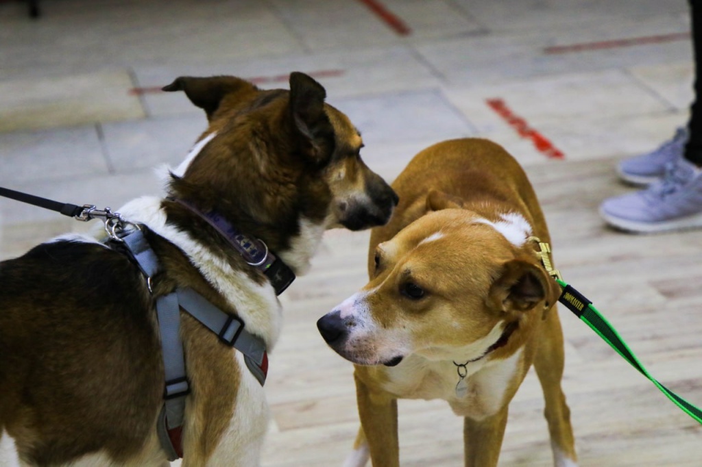 В Домодедово прошла выставка кошек и собак «Хочу домой» 