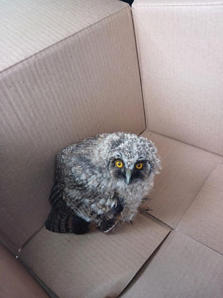 В Коломне сотрудники администрации спасли совёнка