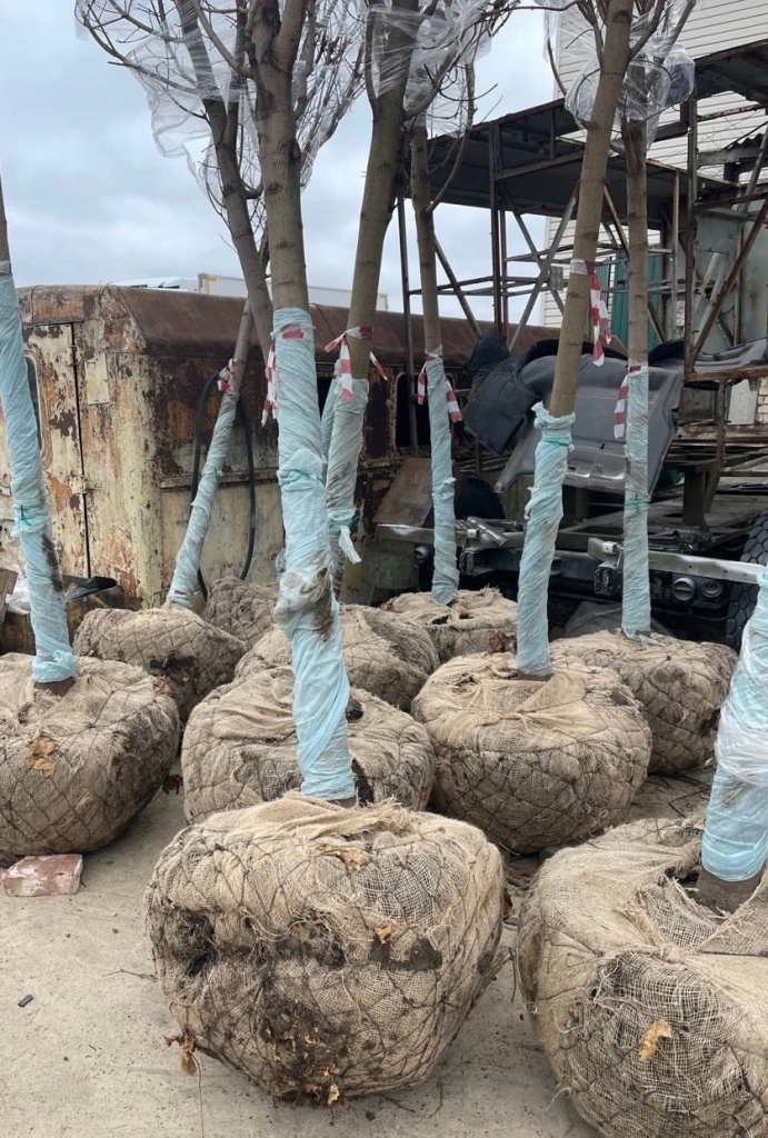 В ближайшие дни в центре Воронежа высадят более двадцати клёнов