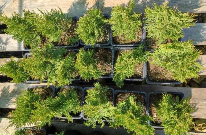 В Лесопожарном центре Мордовии выращивают более тысячи декоративных растений