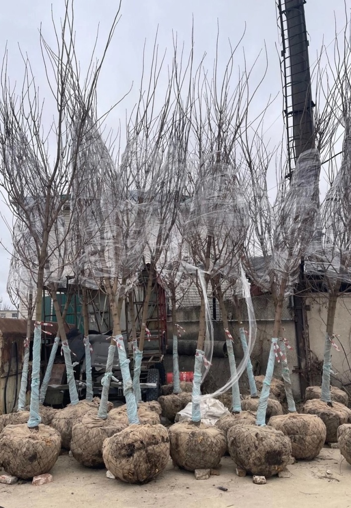 В ближайшие дни в центре Воронежа высадят более двадцати клёнов