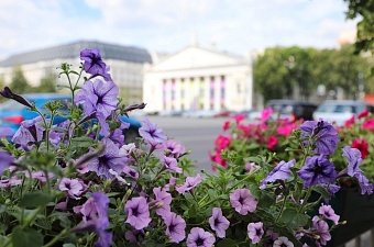 Летом в Воронеже городские клумбы украсят более 34 тысяч однолетников